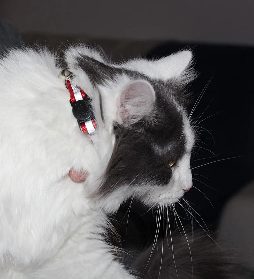 6-Pack Reflective Cat Collars with Bell, Safe Breakaway Nylon, Mixed Colors, Ideal for Cats, Includes Charms.