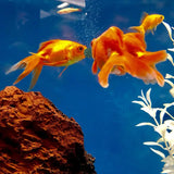 100/1500pc High Purity Spirulina Tablets Spiral Seaweed Enrichment Favorite Pets Food Fish Crystal Red Shrimp Fish Food Aquarium