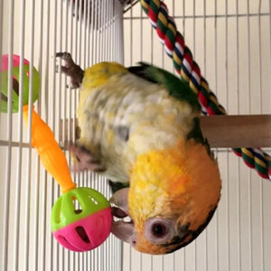 2Pcs Pet Parrot Interactive Colorful Ball with Bells Plastic Toy for Budgie